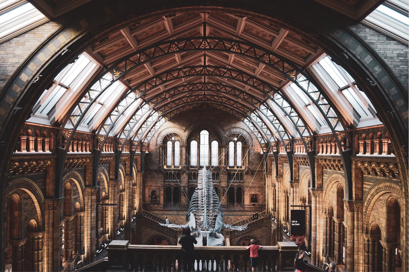 Whale Skeleton at Natural History Museum